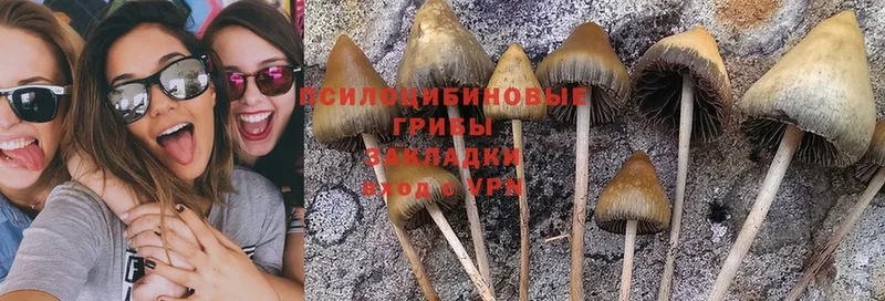 где можно купить наркотик  Югорск  Галлюциногенные грибы Psilocybe 